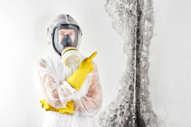 Why You Should Choose Our Mold Remediation Services in Tomahawk, WI